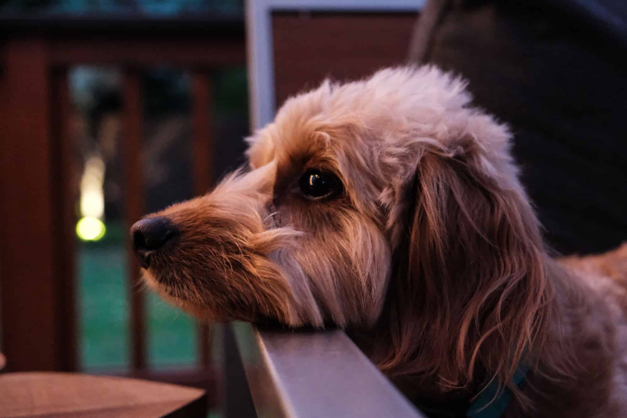 A close up photo of a doxiepoo puppy