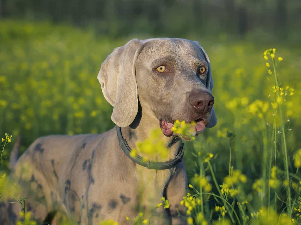 Agricultural Field, Animal, Animal Body Part, Animal Head, Canine - Animal