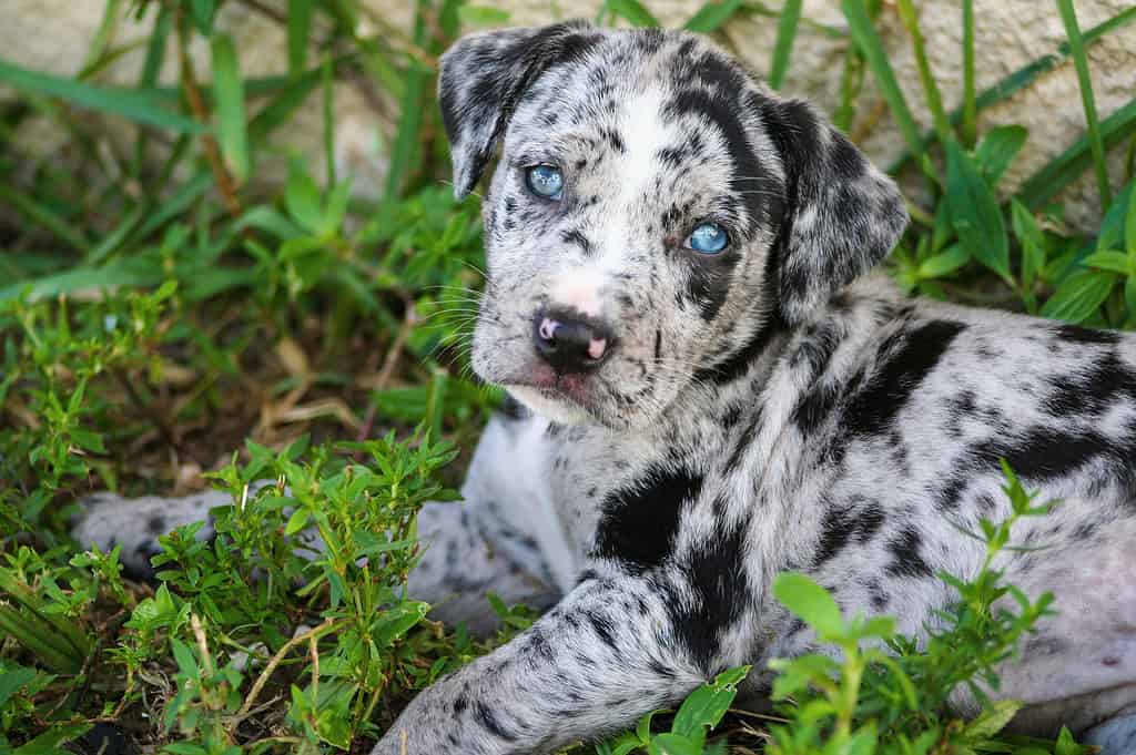An adorable Catahoula Leopard puppy lying on the lush green grass of an outdoor yard *labraheeler