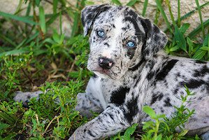 Catahoula Leopard Dog Lifespan: How Long Do These Dogs Live? Picture