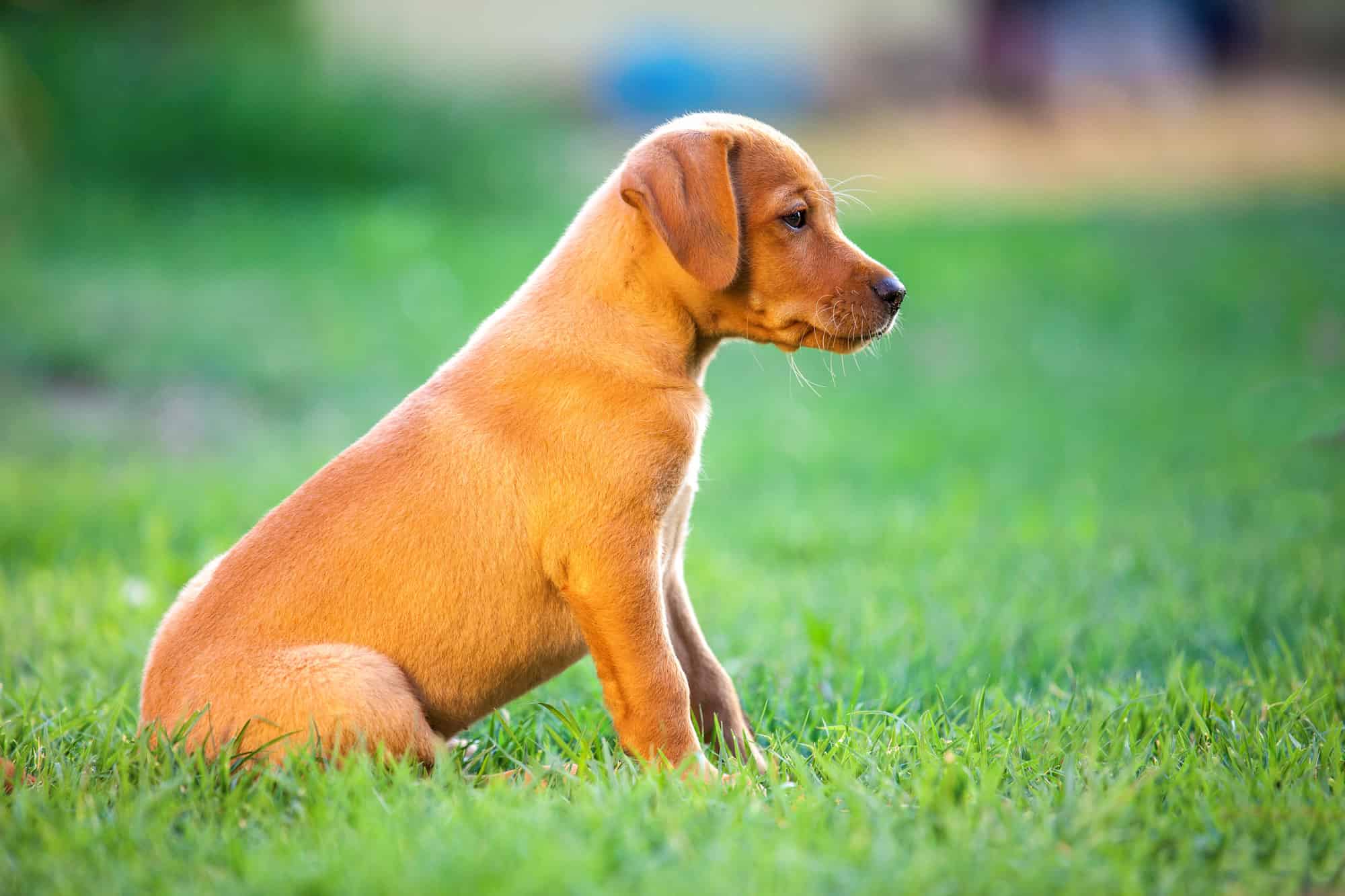 poogle puppy sitting in the yard