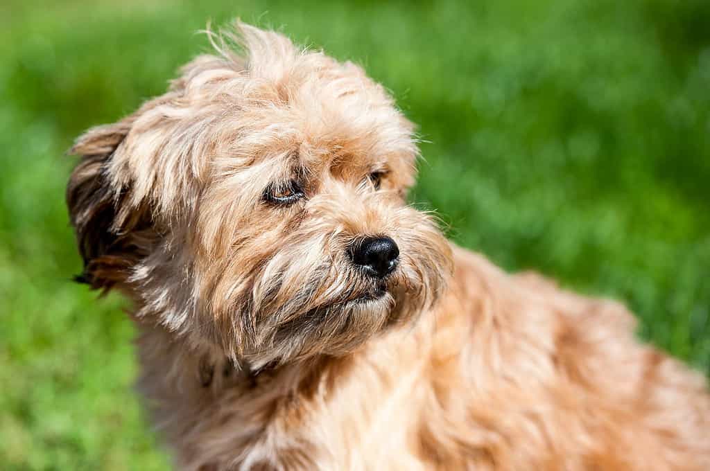 tan westiepoo puppy