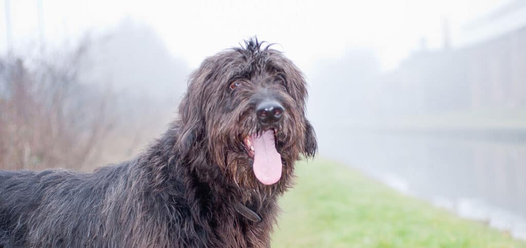 Large dog by the canal