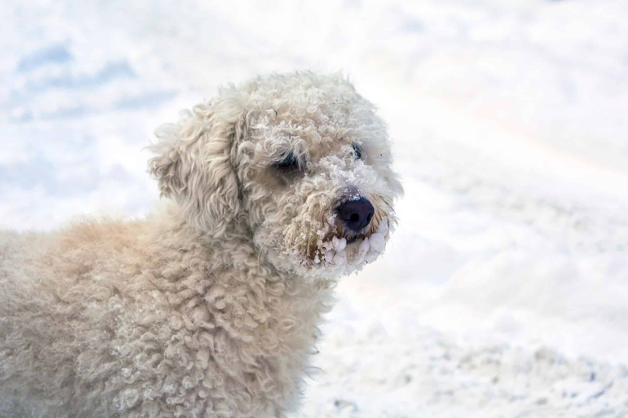 Lhasapoo walking in the snow