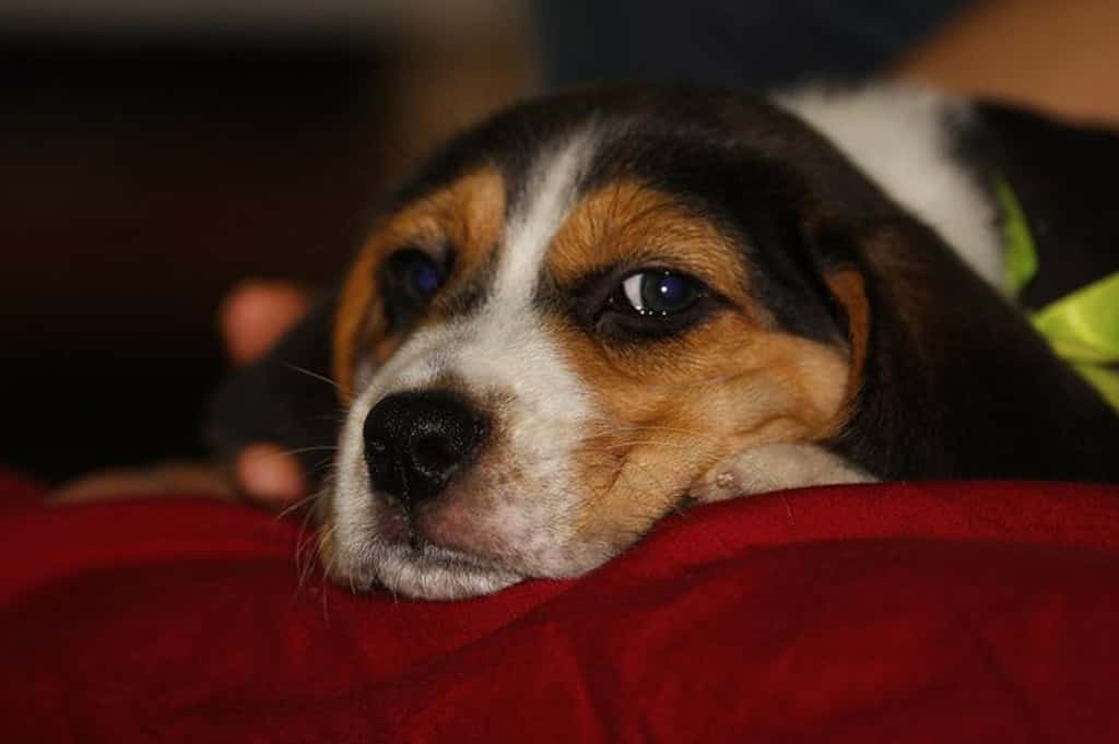 Cute mixed breed dog, Poogle (Beagle and Poodle mix) sitting on the floor