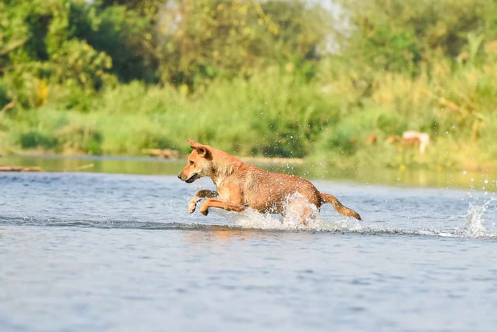 Labraheeler for store sale near me