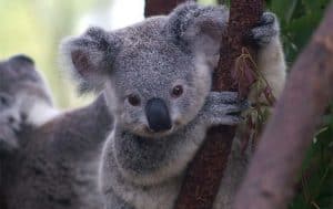 Watch This Adorable Baby Koala Ride on Mom Like a Little Backpack Picture