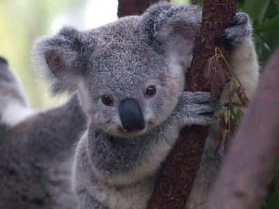 A Koala Quiz: Test Yourself!