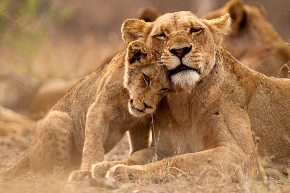 A lion cuddling with her cub on the ground.