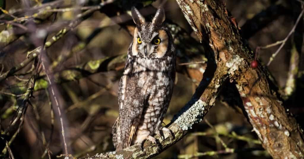 Animals With Camouflage: Long-eared Owl