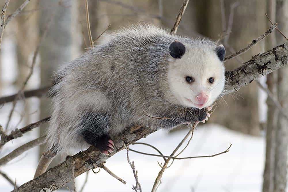 An opossum resting on a tree branch.