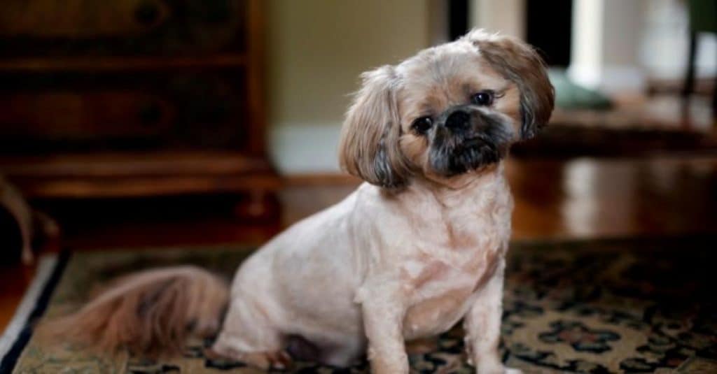 Pugapoo sitting in the living room