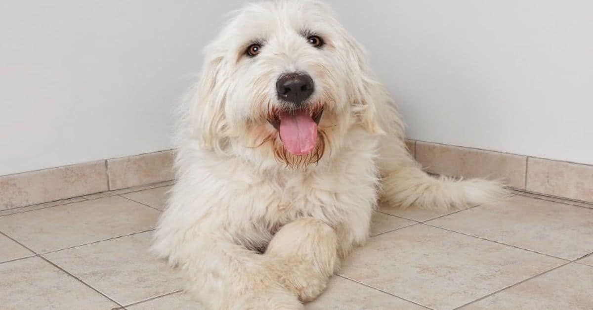 Labradoodle great best sale pyrenees mix