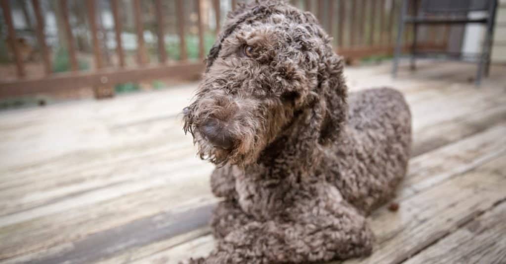 Shepadoodle Dog lying on a deck