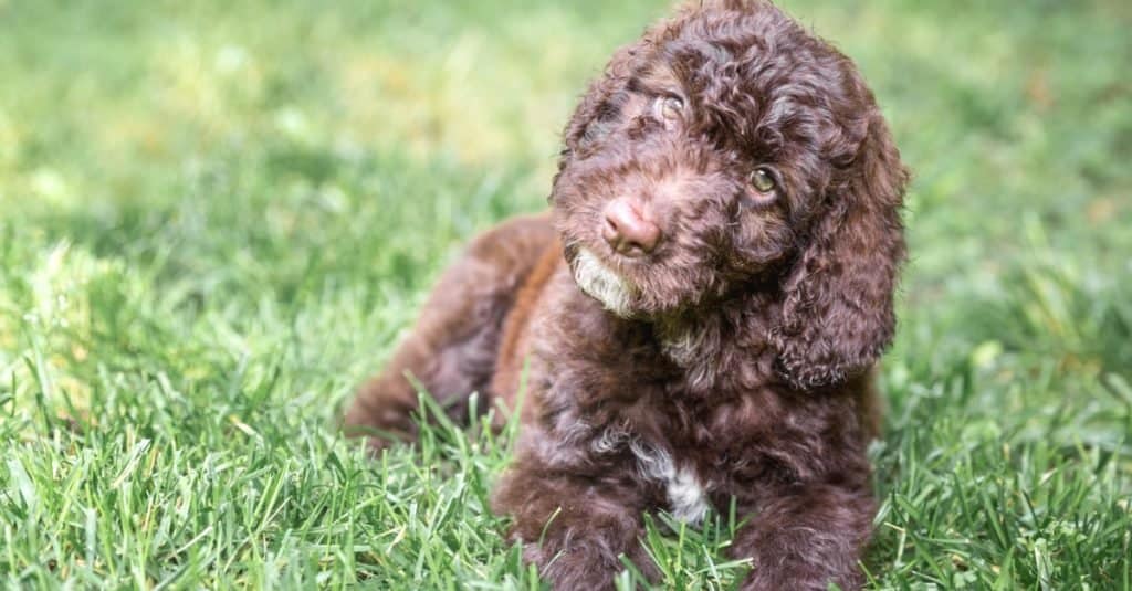 Doodle vs Poodle: Is There a Difference? - A-Z Animals