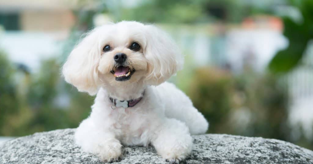 white Shih Poo