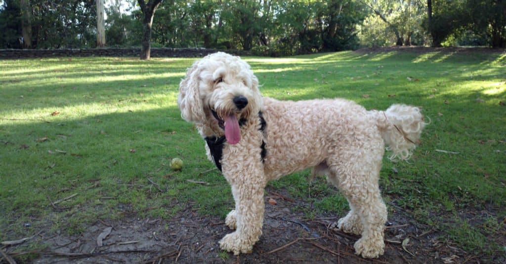 white springerdoodle