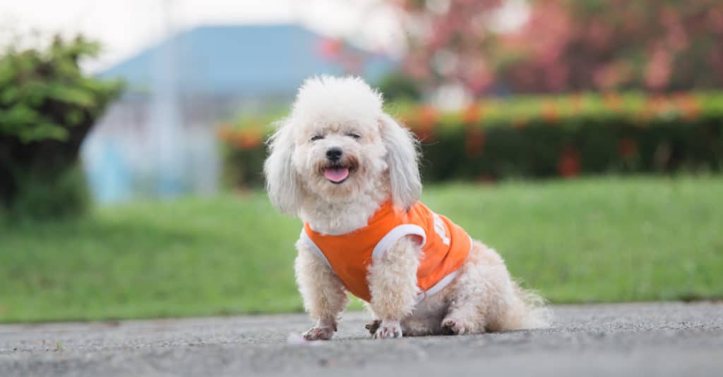 white Shih Poo at the park