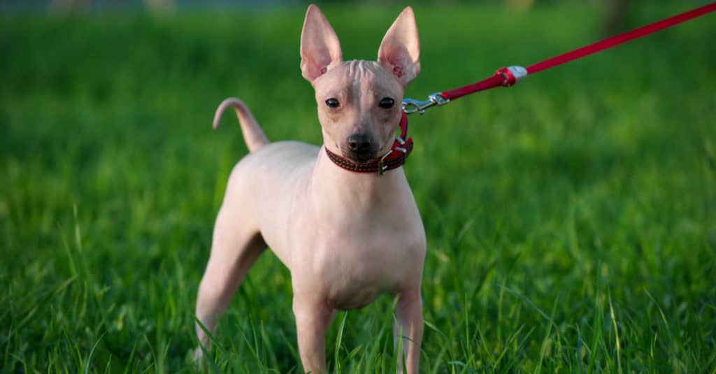 American hairless terrier standing in the grass