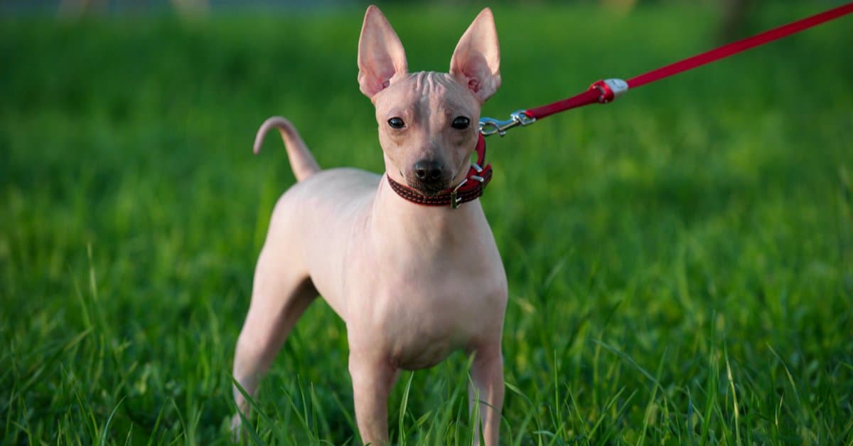 American Hairless Terrier standing in the grass