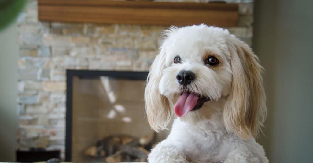 white Cockapoo standing on a couch