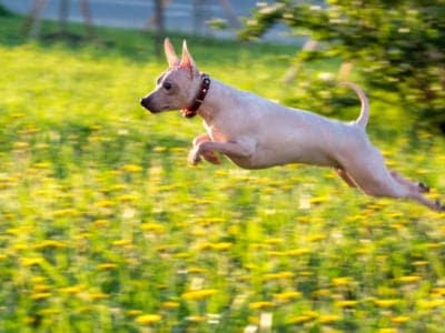 American Hairless Terrier Picture