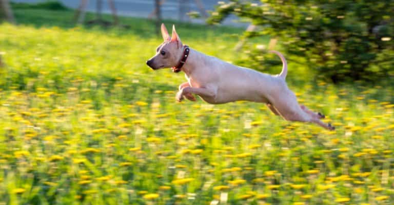 American Hairless Terrier running and jumping