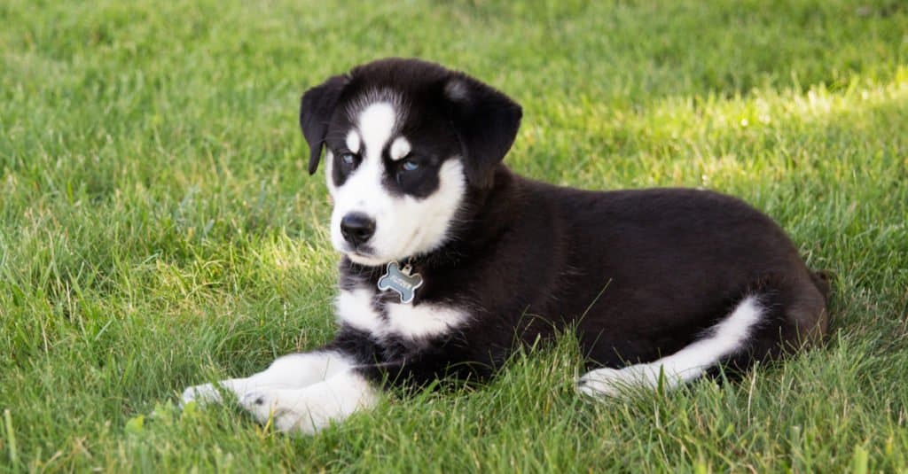 huskador puppy