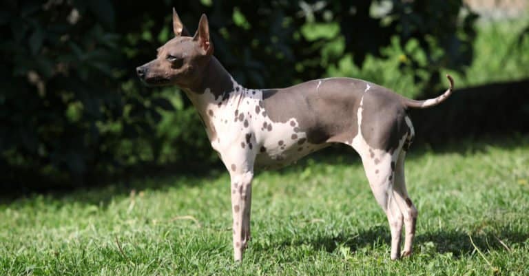 American Hairless Terrier standing in the grass