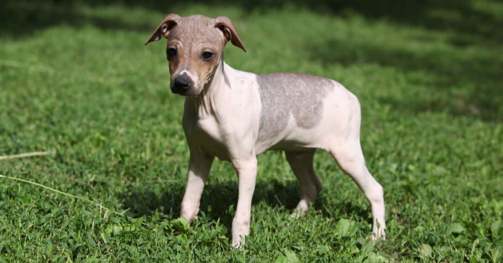 American Hairless Terrier puppy