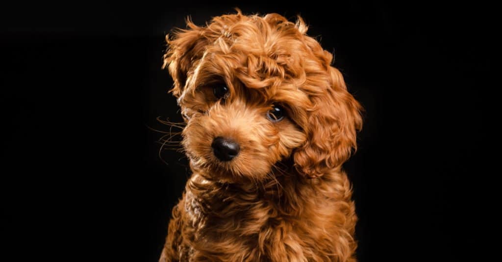 mini labradoodle puppy