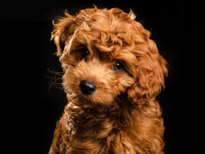 A Do Labradoodles Shed?