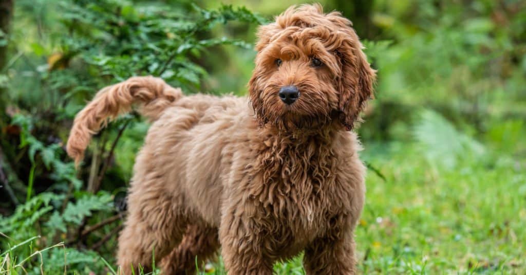 tan cockapoo standing in the grass