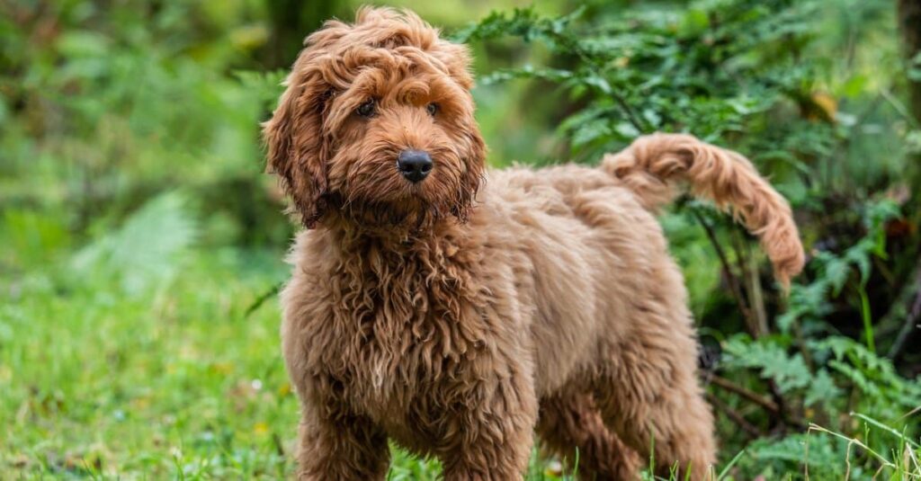 tan cockapoo standing in the grass