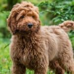 Many breeders charge a high price for their cockapoo puppies. However, there are cockapoo rescue organizations where someone can adopt a dog for little to no cost. 
