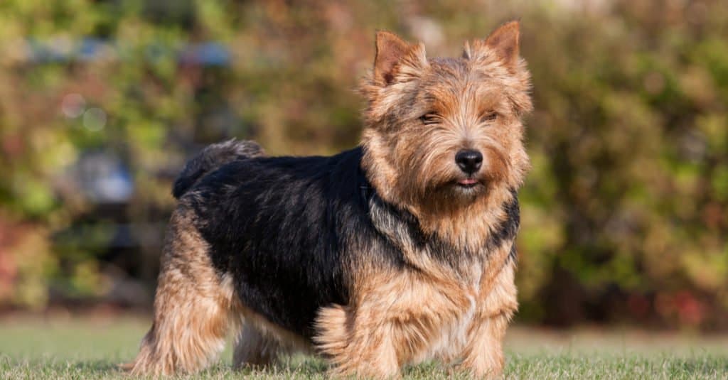 Norwich terrier adult