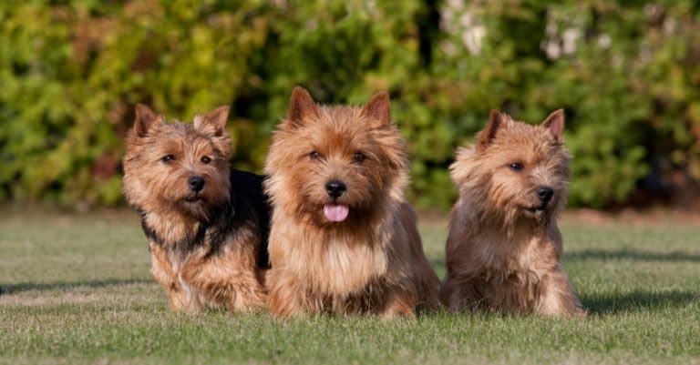 three norwich terriers standing in the grass