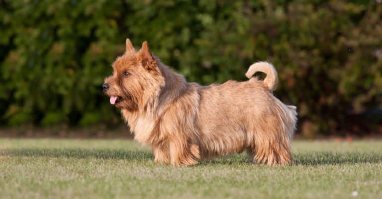norwich terrier standing in the grass