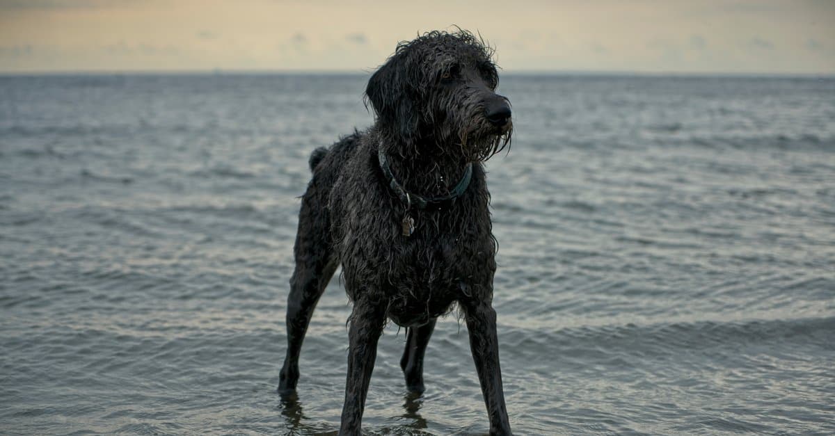 Black Weimardoodle standing near the water
