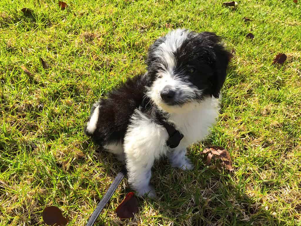 Bordoodle puppy standing in the field