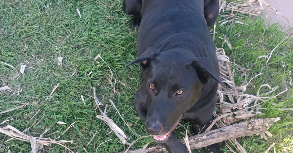 black labradane laying in the grass