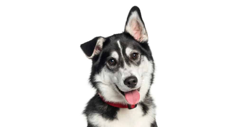 Huskador Dog Breed Complete Guide A Z Animals