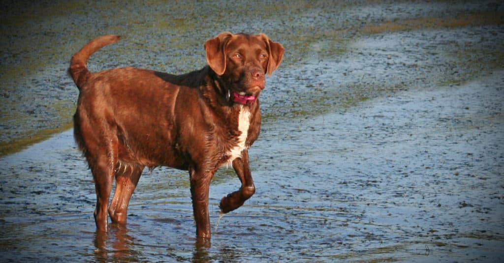 Spanador playing in the water