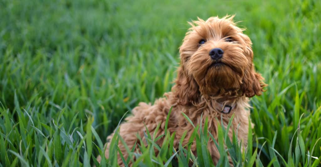 tan cockapoo