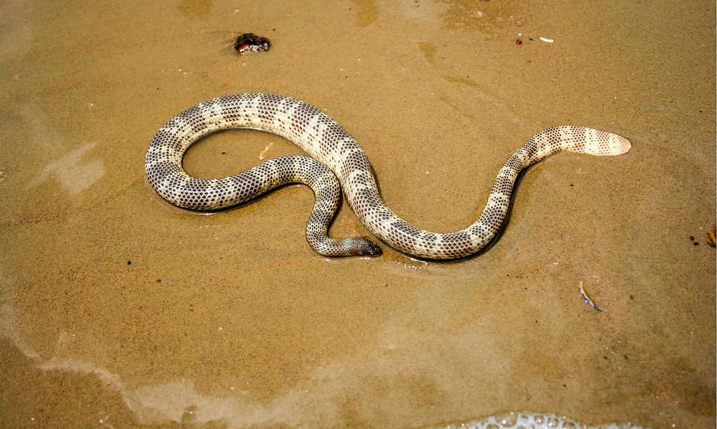 Large sea snake