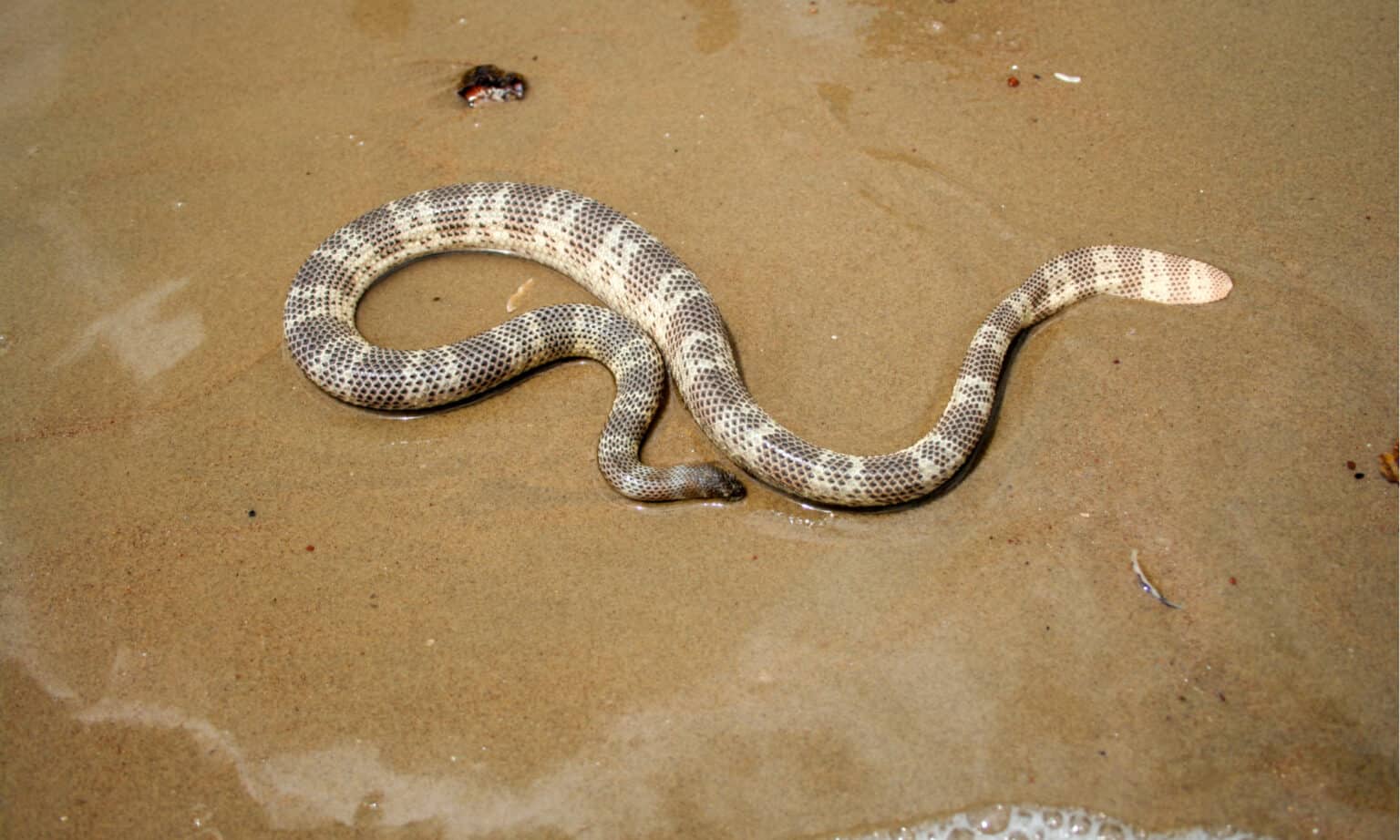 Sea Snake Animal Facts - Hydrophiinae - A-Z Animals