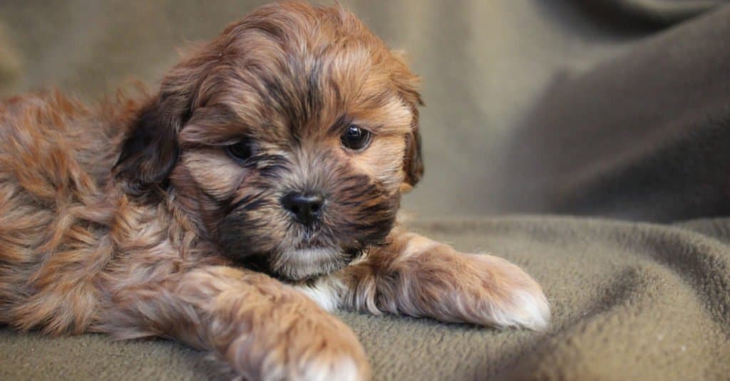 do shih poo puppies shed