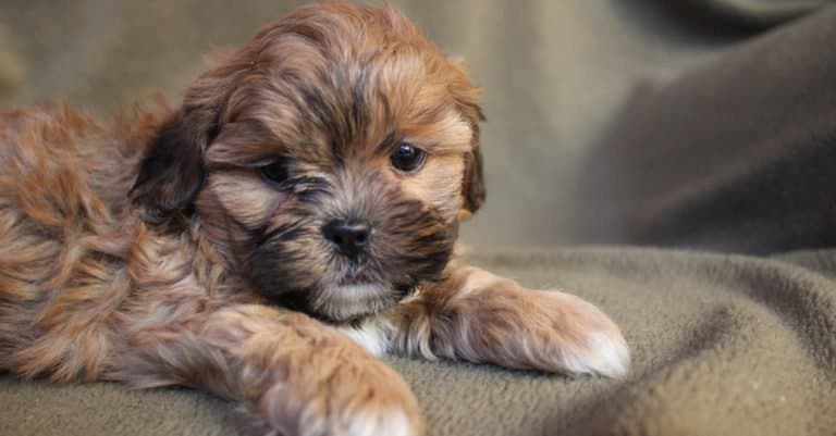 brown Shih Poo puppy