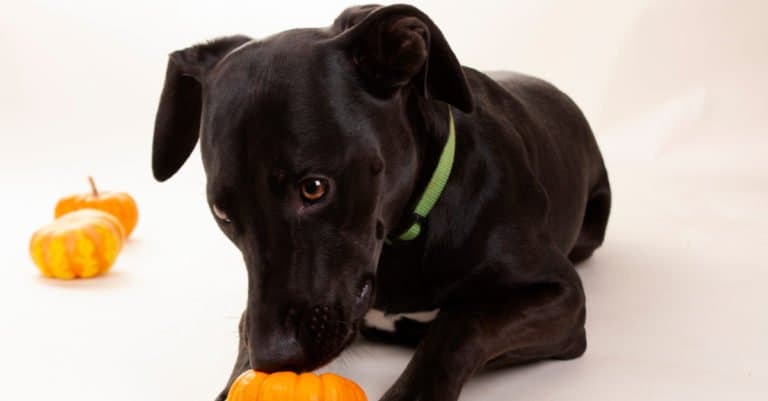 labradane puppy playing with a pumpkin
