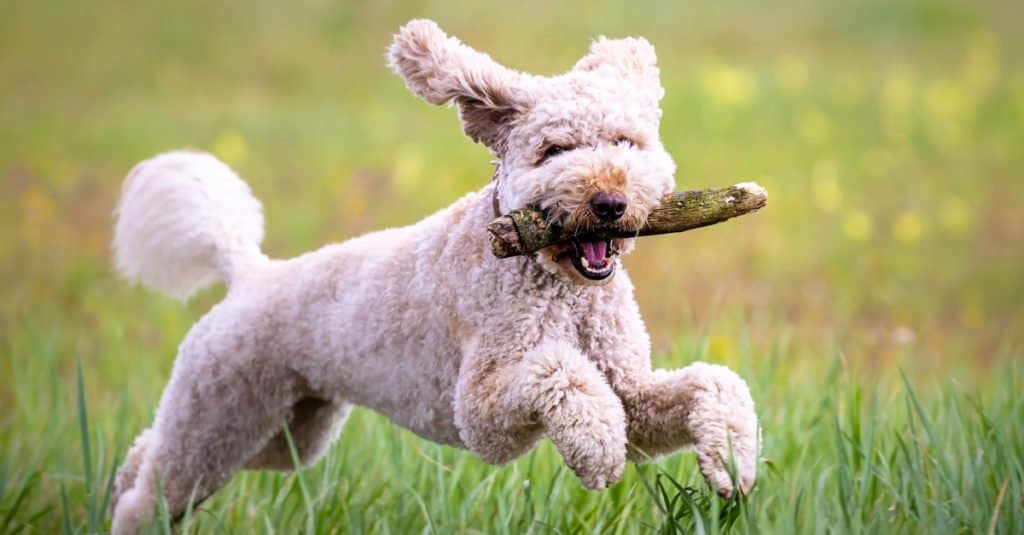 white mini labradoodle